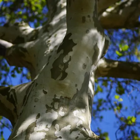 Ferienhaus Tragner Nyaraló *