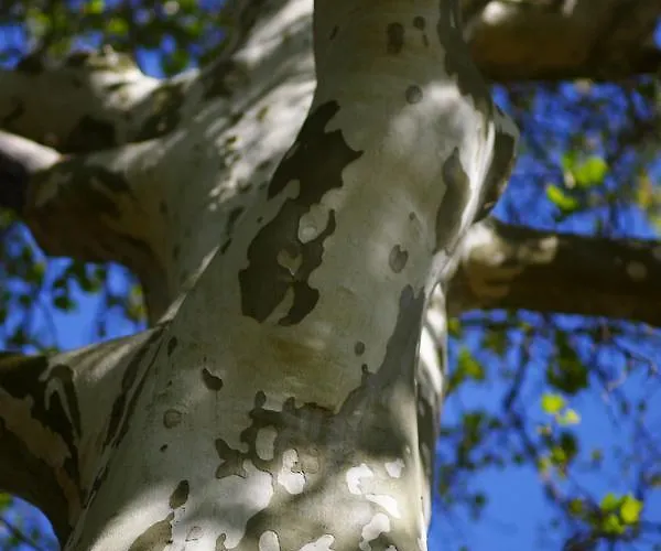 Ferienhaus Tragner Дом отдыха *